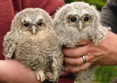 ANIMA- Adopt a Tawny owl