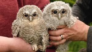 ANIMA- Adopt a Tawny owl